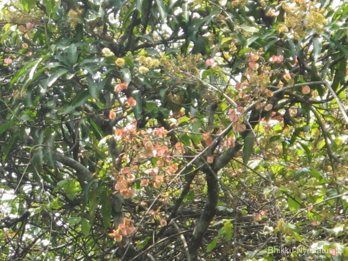 Combretum albidum G.DonRoxb. ex G.Don